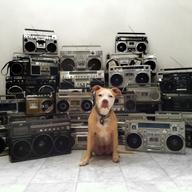 Dog, different kinds of radio